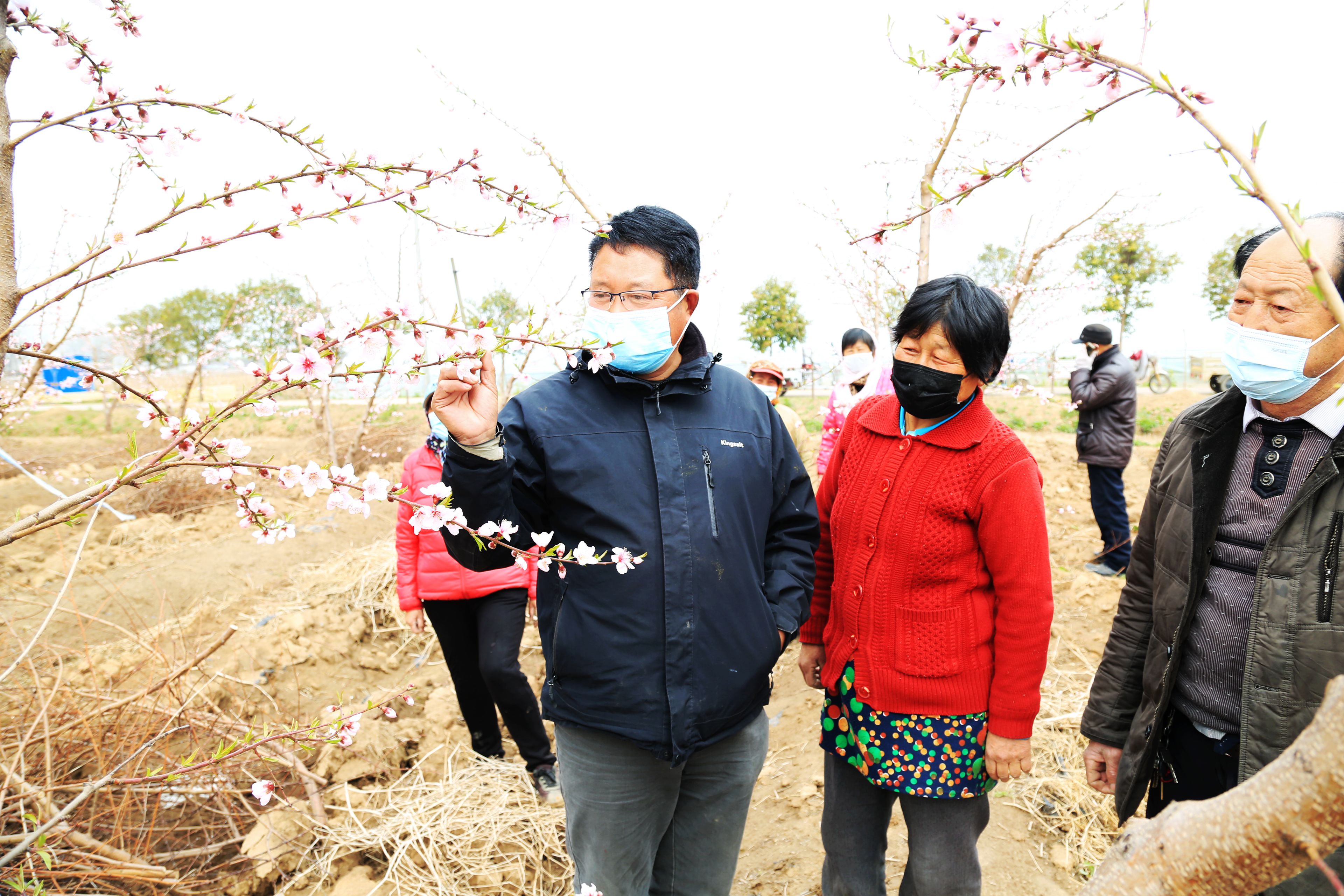 双沟镇:加强桃树田间管理 确保丰产丰收 睢宁新闻网